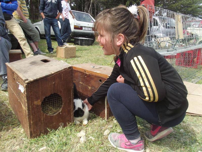 Benkovački sajam, 10. svibnja 2015.