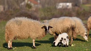 Kaštel Žegarski: Ovca potjerala vuka i ojanjila dva janjčića