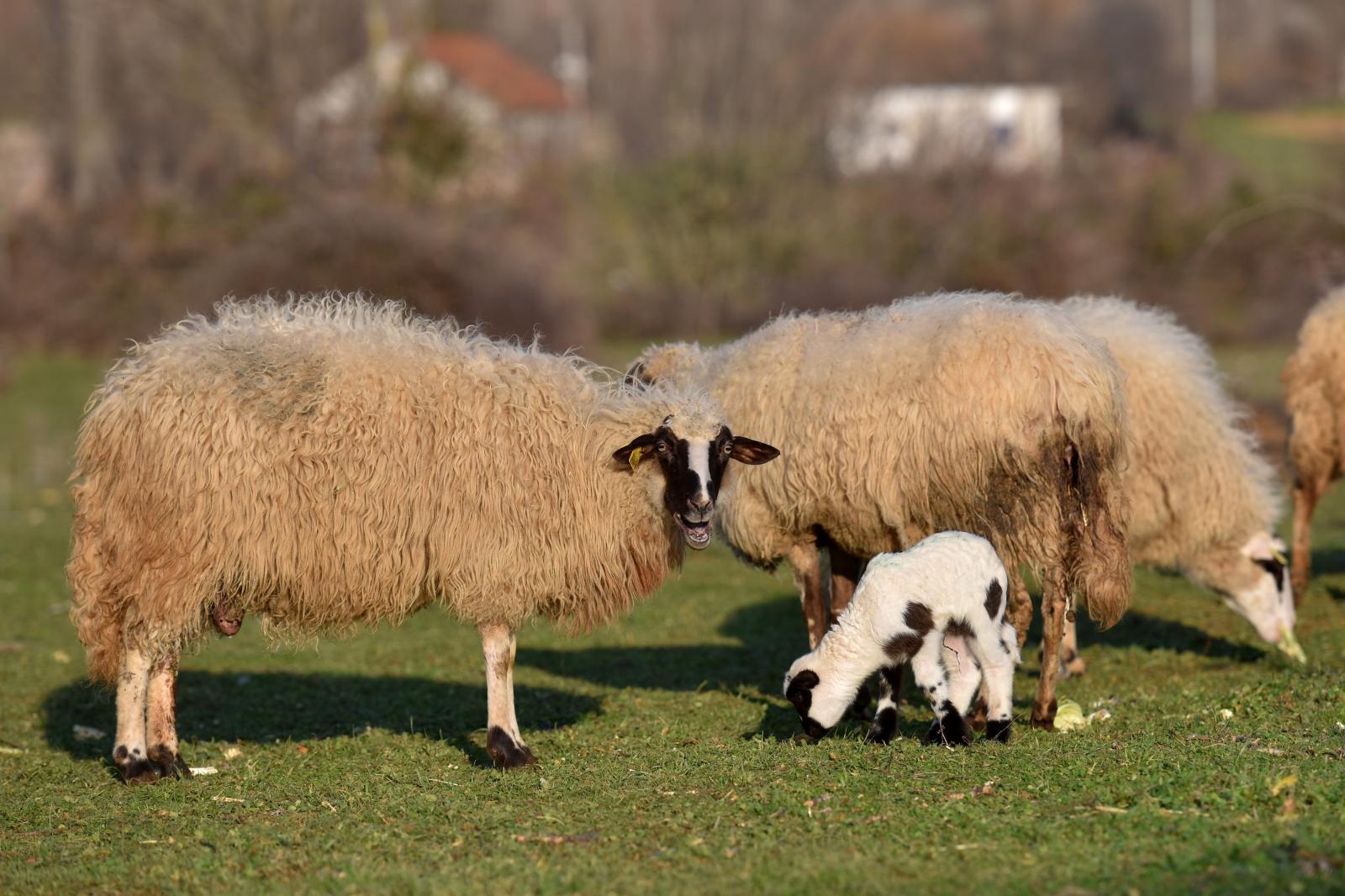 Kaštel Žegarski: Ovca potjerala vuka i ojanjila dva janjčića