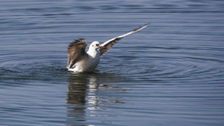 Image 1201629 (auto)