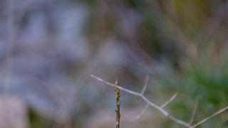 Ugodno prijepodne uz tok rijeke Karešnice i stare zapuštene mlinove, foto: Darko Belančić