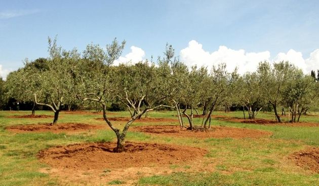 Dođite na piknik “Povratak prirodi”, maslinik, foto: Naši Školji