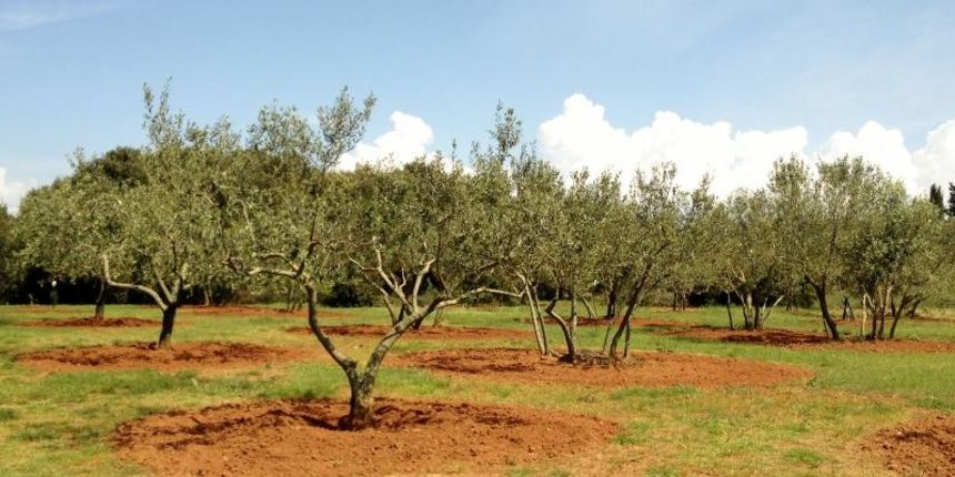 Dođite na piknik “Povratak prirodi”, maslinik, foto: Naši Školji Dođite na piknik “Povratak prirodi”, maslinik, foto: Naši Školji