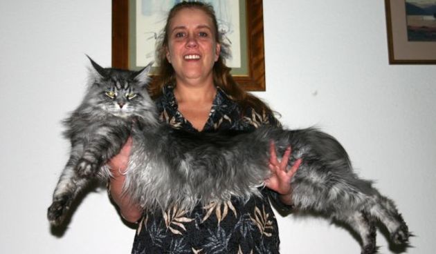 #5926595 Collect picture of Stewie the world’s longest cat with his owner Robin Hendrickson at home in Reno, Neveda.

This incredible feline specimen measures 48.5 inches from the tip of his long tailbone to the edge of his whiskered nose. Confirmed by Gu