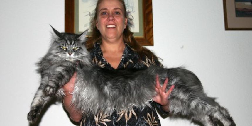 #5926595 Collect picture of Stewie the world’s longest cat with his owner Robin Hendrickson at home in Reno, Neveda.

This incredible feline specimen measures 48.5 inches from the tip of his long tailbone to the edge of his whiskered nose. Confirmed by Gu