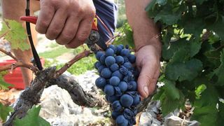 Primošten. Počela berba grožđa od kojeg se pravi svjetski poznato vino Babić. Photo: Duško Jaramaz/PIXSELL Primošten. Počela berba grožđa od kojeg se pravi svjetski poznato vino Babić. Photo: Duško Jaramaz/PIXSELL