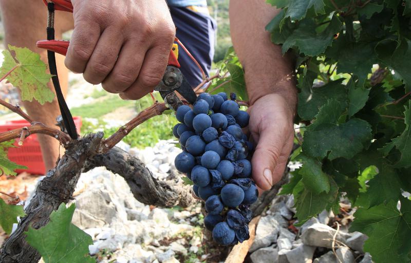Primošten. Počela berba grožđa od kojeg se pravi svjetski poznato vino Babić. Photo: Duško Jaramaz/PIXSELL Primošten. Počela berba grožđa od kojeg se pravi svjetski poznato vino Babić. Photo: Duško Jaramaz/PIXSELL
