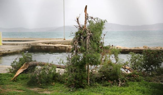 19.01.2014., Zadar – Jako jugo srusilo je komad bora na bazenu na Kolovarama. Photo: Filip Brala/PIXSELL