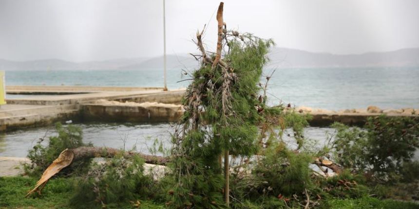 19.01.2014., Zadar – Jako jugo srusilo je komad bora na bazenu na Kolovarama. Photo: Filip Brala/PIXSELL