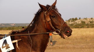 Polaca, utrke konja Oluja 95 Polaca, utrke konja Oluja 95