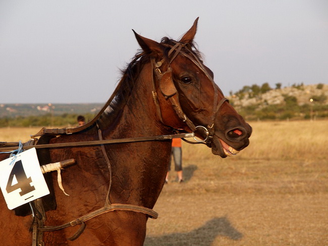 Polaca, utrke konja Oluja 95 Polaca, utrke konja Oluja 95
