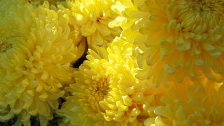 Gradska trznica uoci dana mrtvih, Foto: Mia Knezevic