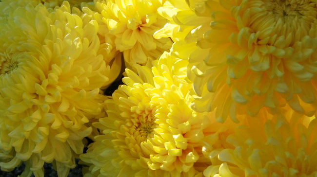 Gradska trznica uoci dana mrtvih, Foto: Mia Knezevic