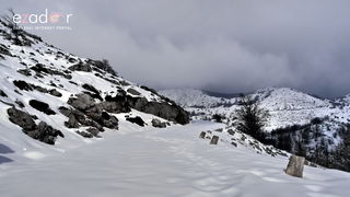 Tulove grede pod snježnim pokrivačem Tulove grede pod snježnim pokrivačem