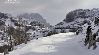 Tulove grede pod snježnim pokrivačem Tulove grede pod snježnim pokrivačem