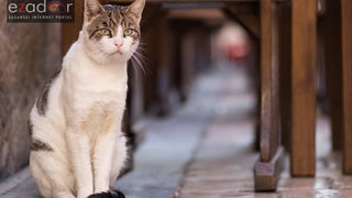 Đir po maglovitom gradu 16. listopada 2017. Đir po maglovitom gradu 16. listopada 2017.