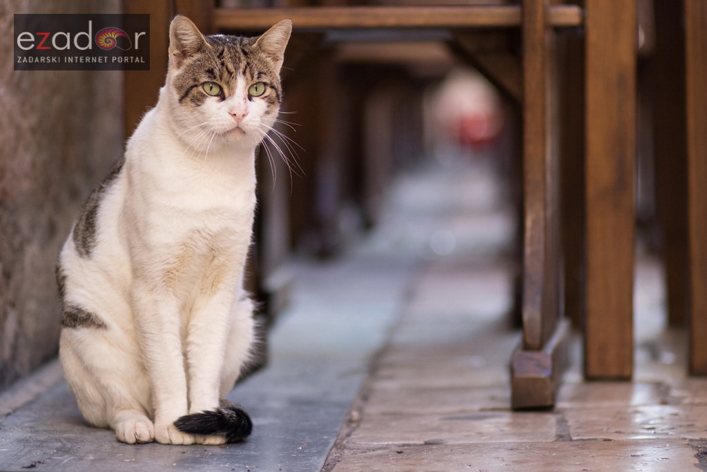 Đir po maglovitom gradu 16. listopada 2017. Đir po maglovitom gradu 16. listopada 2017.