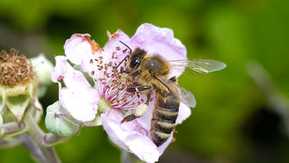 Cvijeće, bube, pauk, foto: Leo Banić