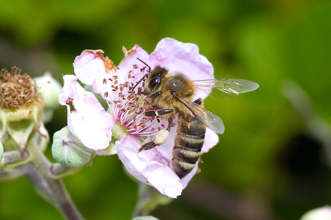 Cvijeće, bube, pauk, foto: Leo Banić