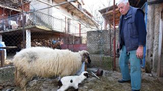 Kaštel Žegarski: Ovca potjerala vuka i ojanjila dva janjčića