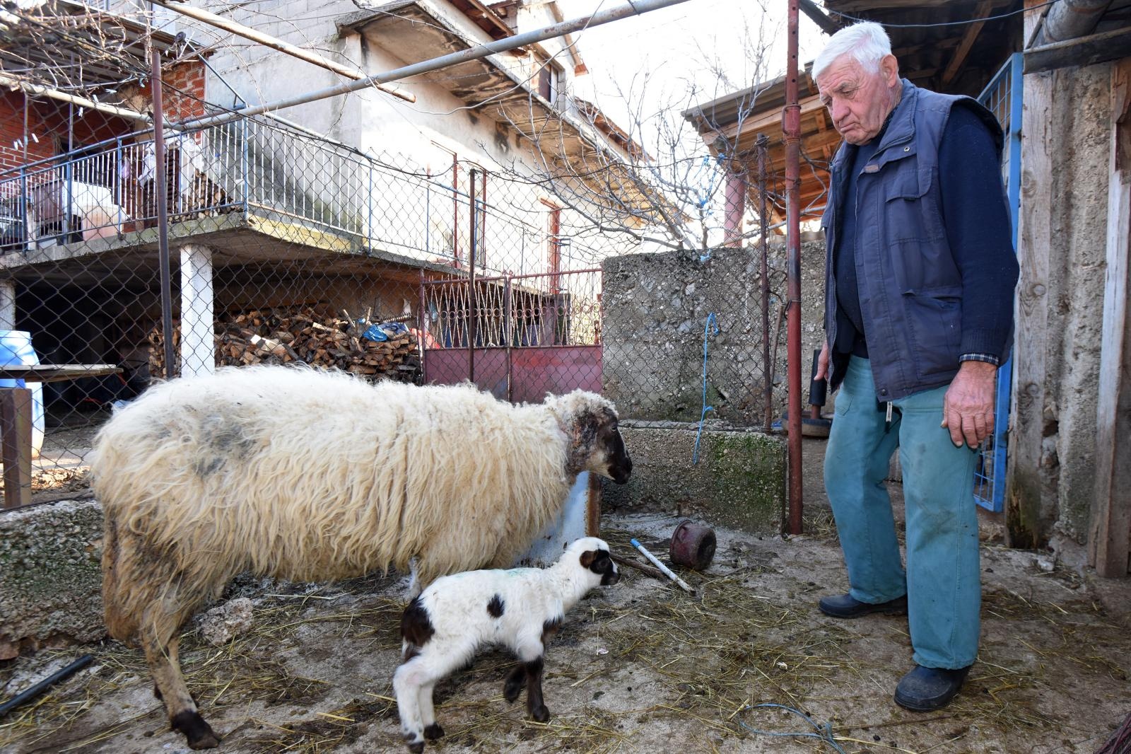 Kaštel Žegarski: Ovca potjerala vuka i ojanjila dva janjčića