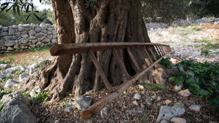 Berba maslina u Lunu, foto: V. Pesic