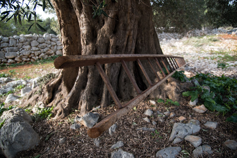 Berba maslina u Lunu, foto: V. Pesic