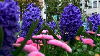 Boje i mirisi proljeća, Foto: CROPIX