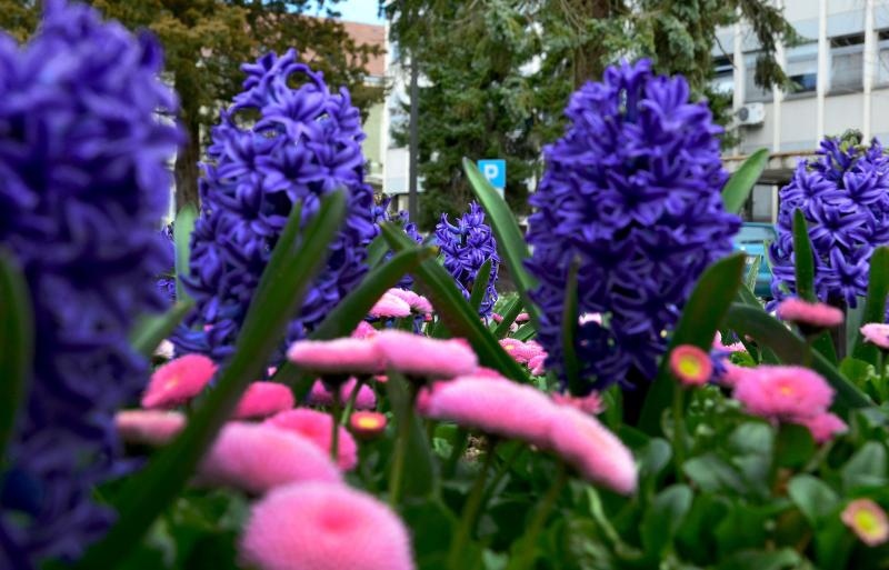 Boje i mirisi proljeća, Foto: CROPIX