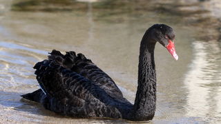 Zadar, 04032011.
U Krusevu, u predjelu Meka Draga, vec nekoliko dana pliva crni labud kojem su mjestani dali ime Sime.
Foto : Vladimir Ivanov / CROPIX Zadar, 04032011.
U Krusevu, u predjelu Meka Draga, vec nekoliko dana pliva crni labud kojem su mjestani dali ime Sime.
Foto : Vladimir Ivanov / CROPIX