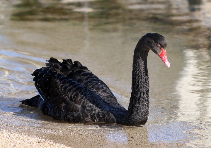 Zadar, 04032011.
U Krusevu, u predjelu Meka Draga, vec nekoliko dana pliva crni labud kojem su mjestani dali ime Sime.
Foto : Vladimir Ivanov / CROPIX Zadar, 04032011.
U Krusevu, u predjelu Meka Draga, vec nekoliko dana pliva crni labud kojem su mjestani dali ime Sime.
Foto : Vladimir Ivanov / CROPIX