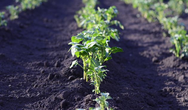 presađivanje tikvica