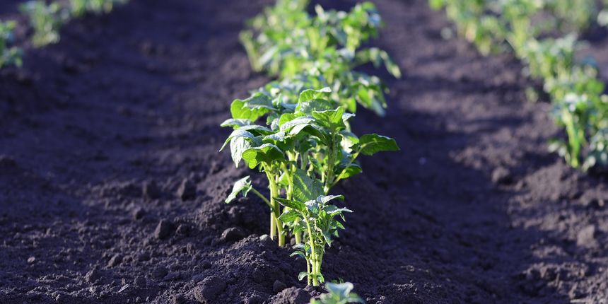 presađivanje tikvica presađivanje tikvica