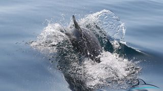 Razigrani dupini na Kornatima i kod Dugog otoka