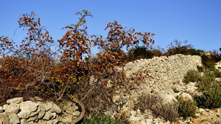 Rab, 131111.
Topao i suncan dan na Rabu idealan je za setnju po barbatskom kantu (pasnjacima) i za otkrivanje ljepota barbatskih kamenih suhozida. Suhozid je gradjevina od prirodnog kamena kojeg su tezaci gradili slagajuci kamen na kamen bez koristenja ve Rab, 131111.
Topao i suncan dan na Rabu idealan je za setnju po barbatskom kantu (pasnjacima) i za otkrivanje ljepota barbatskih kamenih suhozida. Suhozid je gradjevina od prirodnog kamena kojeg su tezaci gradili slagajuci kamen na kamen bez koristenja ve