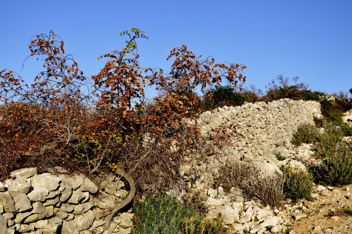 Rab, 131111.
Topao i suncan dan na Rabu idealan je za setnju po barbatskom kantu (pasnjacima) i za otkrivanje ljepota barbatskih kamenih suhozida. Suhozid je gradjevina od prirodnog kamena kojeg su tezaci gradili slagajuci kamen na kamen bez koristenja ve Rab, 131111.
Topao i suncan dan na Rabu idealan je za setnju po barbatskom kantu (pasnjacima) i za otkrivanje ljepota barbatskih kamenih suhozida. Suhozid je gradjevina od prirodnog kamena kojeg su tezaci gradili slagajuci kamen na kamen bez koristenja ve