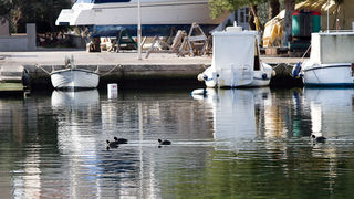 Liske u uvali Bregdetti 24. siječnja