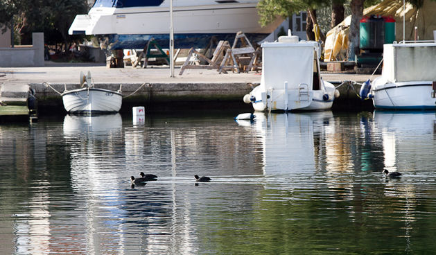 Liske u uvali Bregdetti 24. siječnja