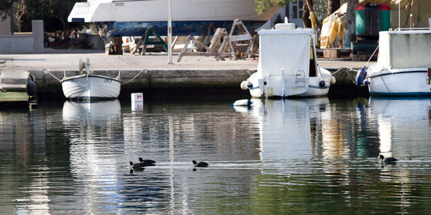 Liske u uvali Bregdetti 24. siječnja