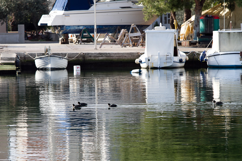 Liske u uvali Bregdetti 24. siječnja