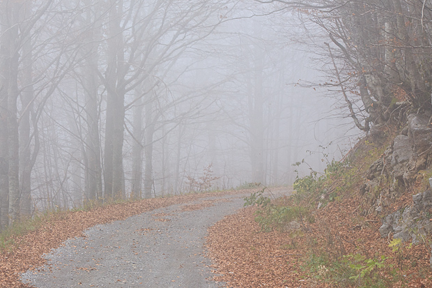 Lička jesen u znaku gljiva, Foto: Leo Banić