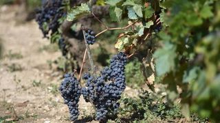 Vinogradi u Donjem polju kod Šibenika prepuni su zdravog crnog i bijeloga grozđa a ovih dana očekuju se i prve prve berbe. Photo: Hrvoje Jelavić/PIXSELL Vinogradi u Donjem polju kod Šibenika prepuni su zdravog crnog i bijeloga grozđa a ovih dana očekuju se i prve prve berbe. Photo: Hrvoje Jelavić/PIXSELL