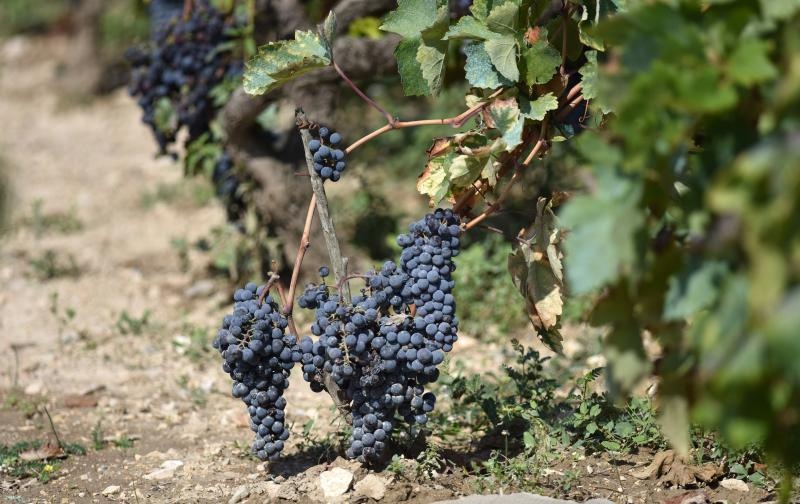 Vinogradi u Donjem polju kod Šibenika prepuni su zdravog crnog i bijeloga grozđa a ovih dana očekuju se i prve prve berbe. Photo: Hrvoje Jelavić/PIXSELL Vinogradi u Donjem polju kod Šibenika prepuni su zdravog crnog i bijeloga grozđa a ovih dana očekuju se i prve prve berbe. Photo: Hrvoje Jelavić/PIXSELL