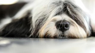 Izložba pasa na Zagrebačkom velesajmu Izložba pasa na Zagrebačkom velesajmu