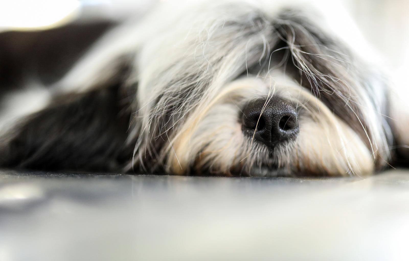 Izložba pasa na Zagrebačkom velesajmu Izložba pasa na Zagrebačkom velesajmu