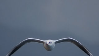 Zadarski let galebova (foto:Saša Čuka)