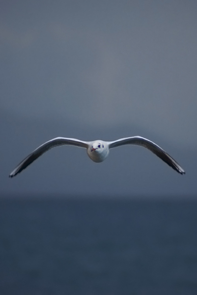 Zadarski let galebova (foto:Saša Čuka)