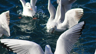 Galebovi u Jazinama, Foto: Leo Banić