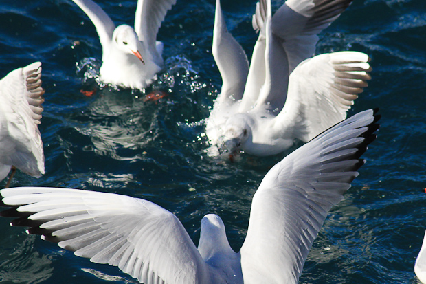 Galebovi u Jazinama, Foto: Leo Banić