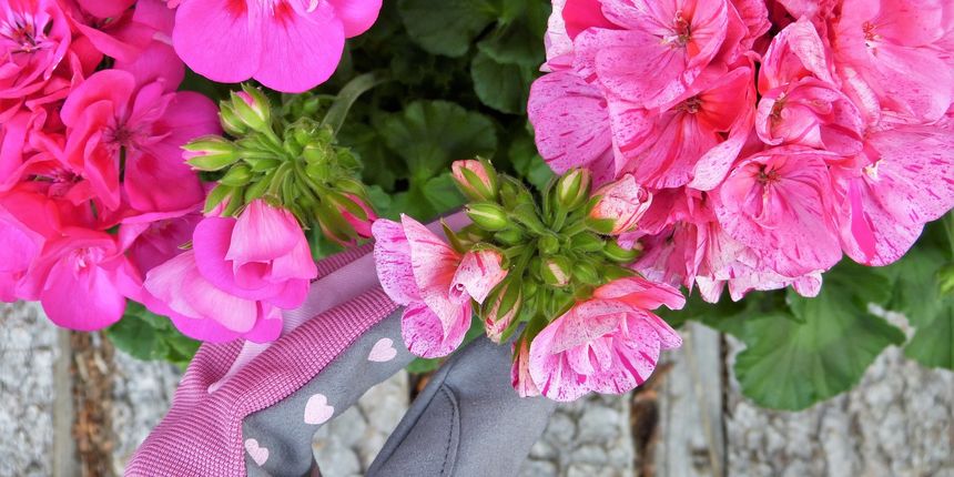 Koja je najbolja prihrana cvijeća? Koja je najbolja prihrana cvijeća?